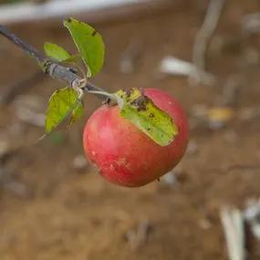 Chivers Delight (Apple Malus domestica Chivers Delight) Img 2